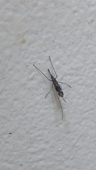 Anopheles punctipennis