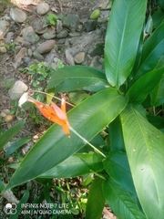 Heliconia psittacorum