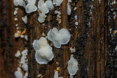 Ceratiomyxa fruticulosa