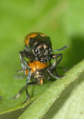 Labidostomis lucida
