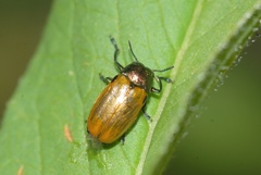 Labidostomis lucida