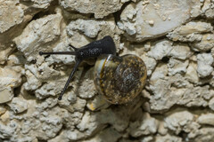 Campylaea illyrica