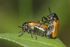 Labidostomis lucida