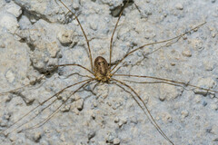 Amilenus aurantiacus