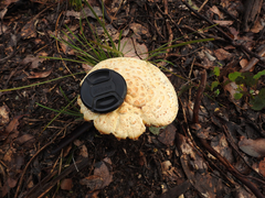 Amanita ochrophylla