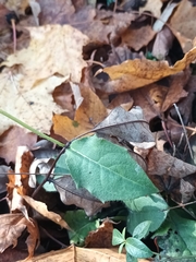 Hieracium murorum