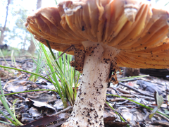 Amanita ochrophylla