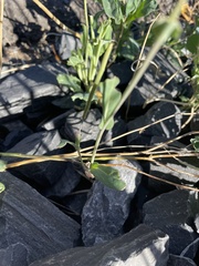 Brassiceae