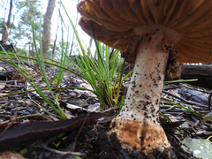 Amanita ochrophylla