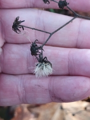 Hieracium murorum