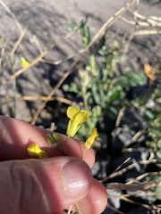 Brassiceae