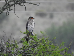 Microcarbo africanus