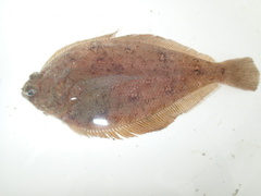 Citharichthys xanthostigma