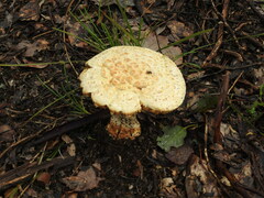 Amanita ochrophylla