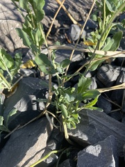 Brassiceae