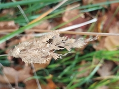 Calamagrostis epigejos