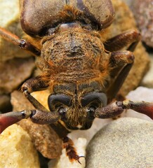 Prosphilus pectinicornis