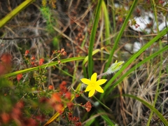 Hypoxis