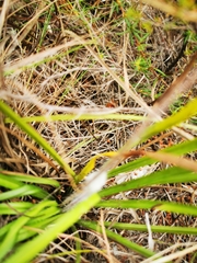 Hypoxis