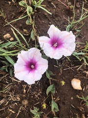 Ipomoea bathycolpos