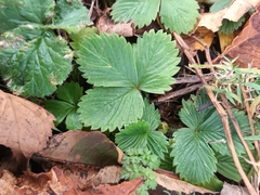 Fragaria vesca