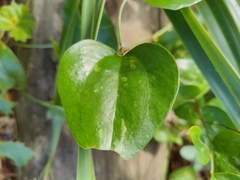 Smilax auriculata