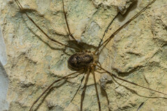 Amilenus aurantiacus