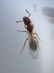 Tetramorium bicarinatum
