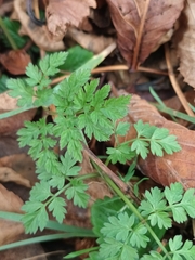 Chaerophyllum temulum