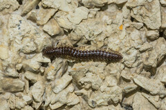 Craspedosomatidae