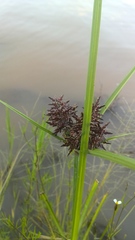 Cyperus flavicomus