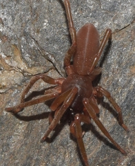 Dysdera crocata