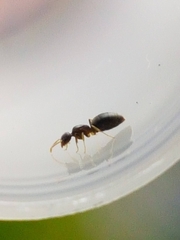 Technomyrmex albipes