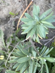 Euphorbia glauca