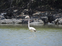 Phoenicopterus ruber