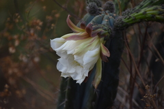 Trichocereus macrogonus