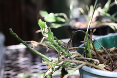 Disocactus ackermannii