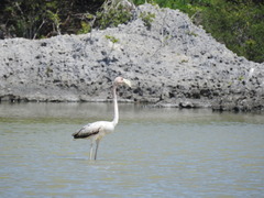 Phoenicopterus ruber