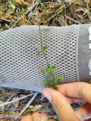 Galium bermudense