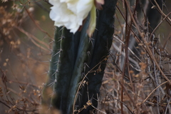 Trichocereus macrogonus