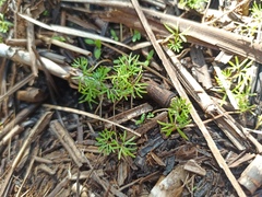 Ranunculus trichophyllus