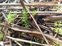 Ranunculus trichophyllus
