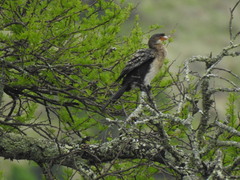 Microcarbo africanus