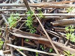 Ranunculus trichophyllus
