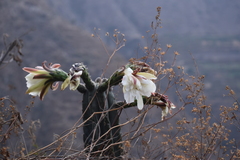 Trichocereus macrogonus