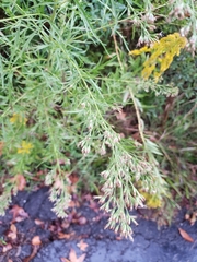 Eupatorium compositifolium