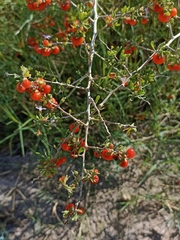 Coprosma cheesemanii