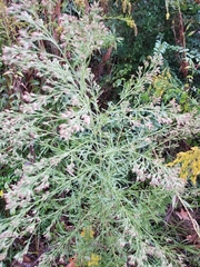 Eupatorium compositifolium