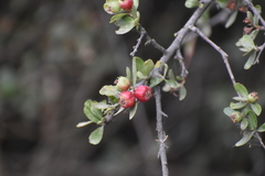 Hesperomeles cuneata