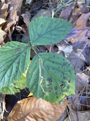 Stigmella villosella